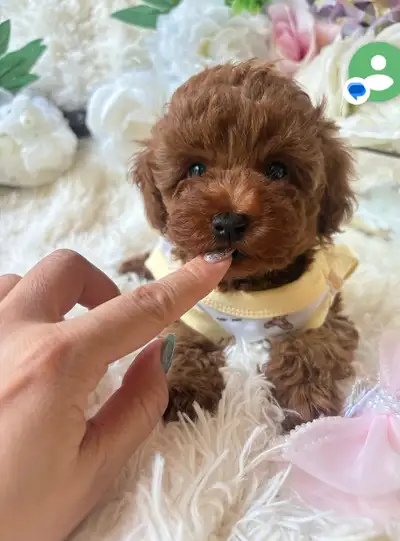 TeddyBear Toy /Tiny poodle puppies, View more