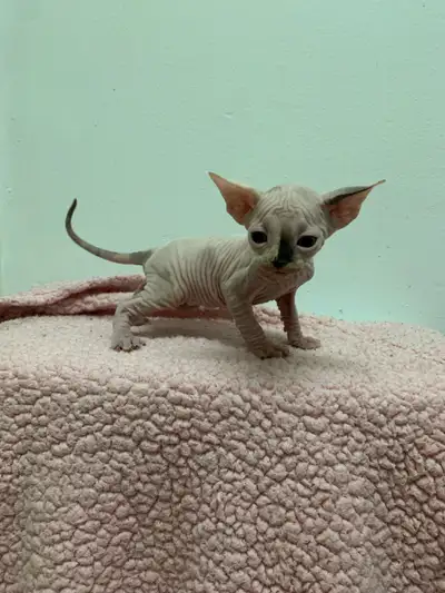 Text (438)351-1519 for videos . Very cute videos ❤️❤️❤️ Kittens are 2 days old will be adding new pi...