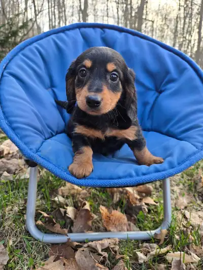 All puppies are now adopted, View more
