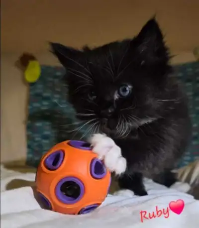 4 Mainecoon Kittens for sale., View more