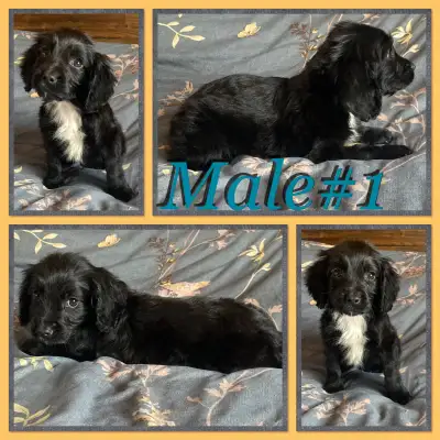 Vous recherchez un chiot intelligent et fidèle ? Ne cherchez plus ! Nous vous proposons trois magnif...