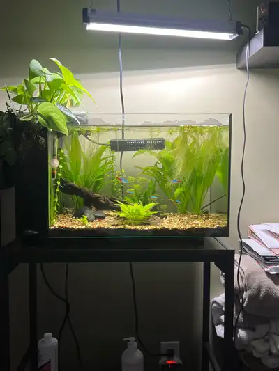 planted aquarium, View more