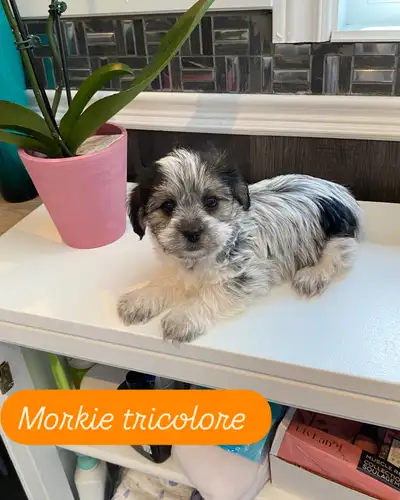 Magnifique mâle Morkie âgé de 9 semaines. En plus d’être mignon, ils est très affectueux et gentil....