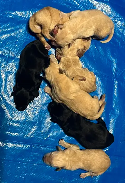 Full Lab Puppies, View more