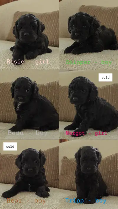 ✨Adorable Cockapoo Puppies — Family Raised & Full of Love!✨, View more