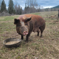 Bred Hereford/Tamworth sow