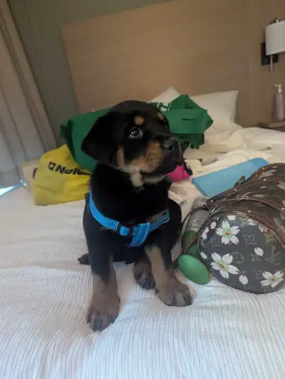 European Purebred Rottweiler Puppies, View more