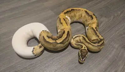 0.1 Mahogany hra 100% het hypo 0.1 Pastel Pied 100% het hypo 0.1 Pewter Clown 0.1 Pied 0.1 Banana Pi...