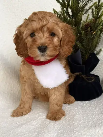 mini cockapoo puppies for Christmas, View more