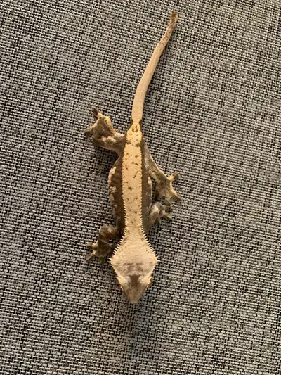 Approx 5 year old female harlequin gecko for sale. Feeding on Pangea breeder formula, repashy and cr...