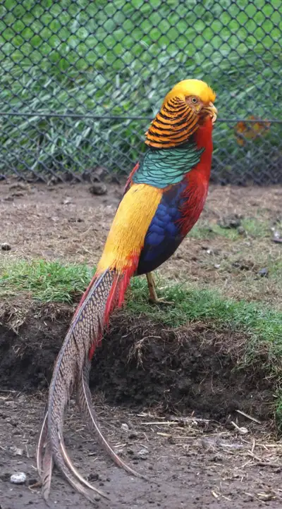 Red golden pheasants, View more
