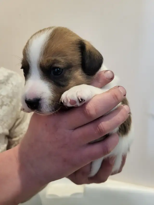 Cute Jack Russell Pups for Sale! in Dogs & Puppies for Rehoming in Pembroke - Image 6