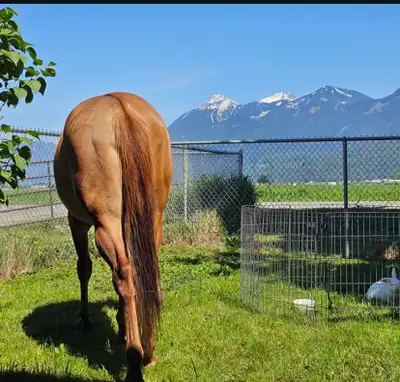 ISO QAURTER HORSE, View more