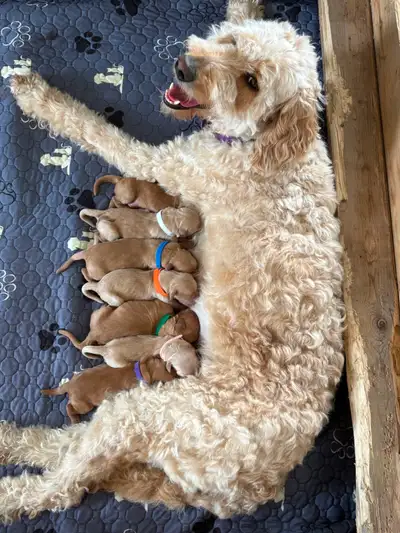 Chiots GoldenDoodle, View more