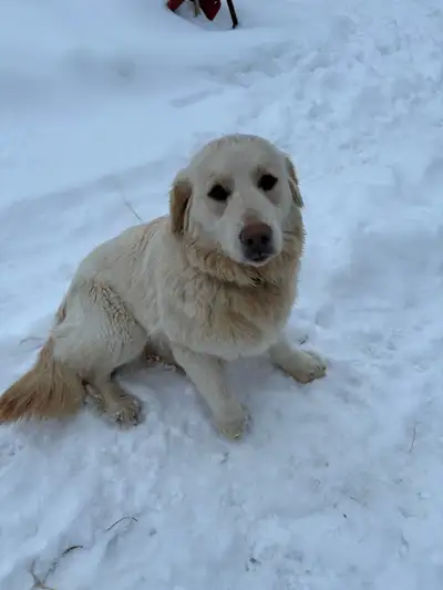 Golden Retriever and  Yorkshire Terrier Mix 1 Year old Dog, View more