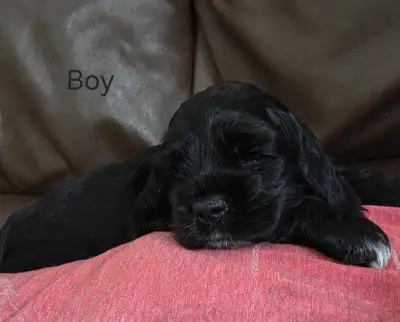 Cocker Spaniel Puppies, View more