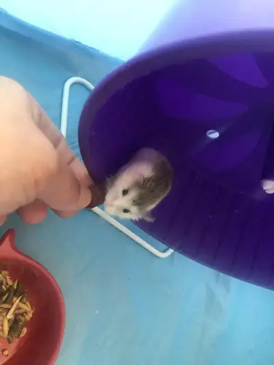Looking for new home Dwarf Hamster with cage - $100, View more