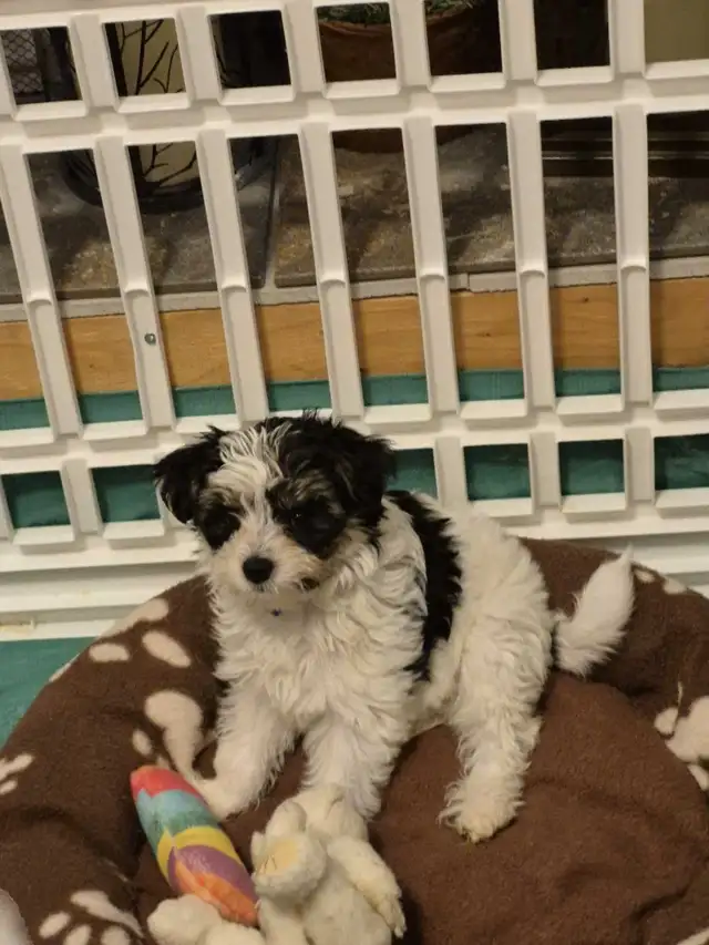 YORKIE PUPPIES FOR SALE in Dogs & Puppies for Rehoming in City of Toronto - Image 6