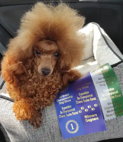 Magnifiques chiots Toy Poodle, Toy Poodles needing homes, View more