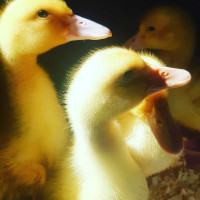 2 Week old Pekin ducklings