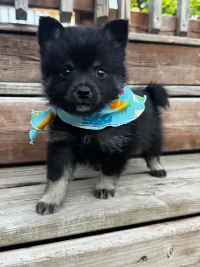 Pomsky Micro F4, View more