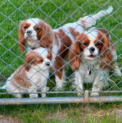 Registerable Cavalier King Charles Spaniels, View more