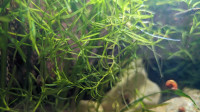Guppy Grass (aquarium plant)