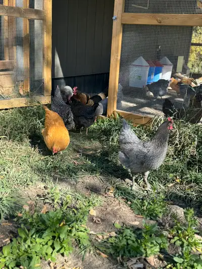 Farm Fresh Eggs, View more