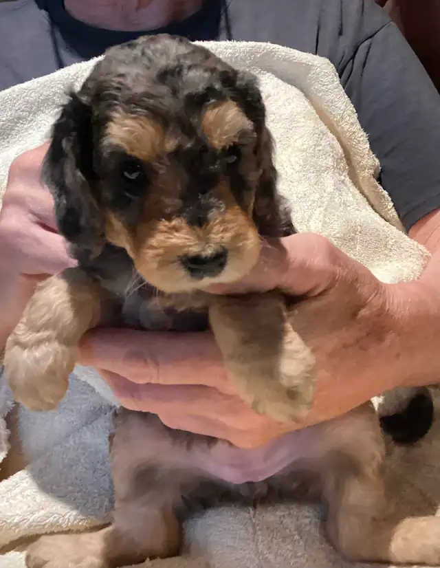 New Merle  medium doodles  born April 11 in Dogs & Puppies for Rehoming in Owen Sound - Image 4