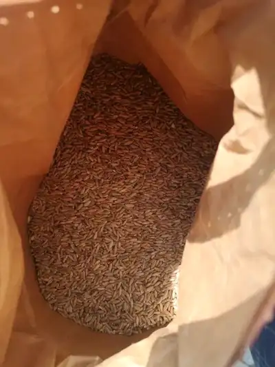 Rye Grain is one of the most popular material for growing myceli, View more