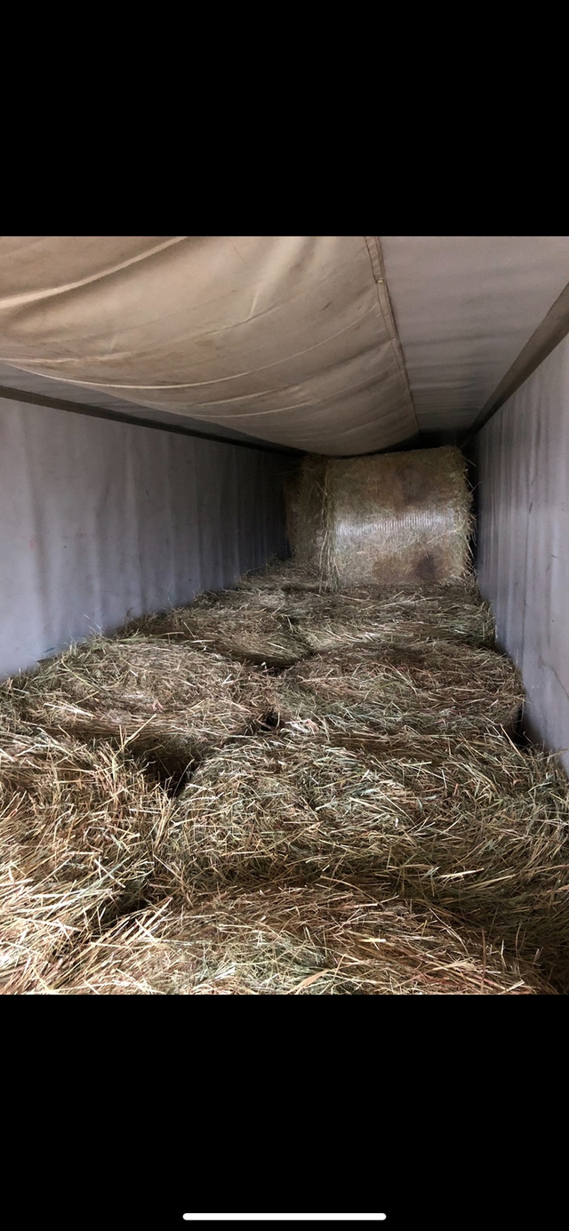 Limited Supply of Round Hay Bales for sale in Miramichi  in Other in Miramichi - Image 4