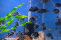 Convict Cichlids– Tropical Aquarium Fish Ottawa Ottawa / Gatineau Area Preview