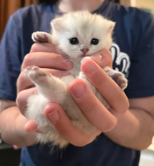 british shorthair male in Cats & Kittens for Rehoming in Delta/Surrey/Langley - Image 3