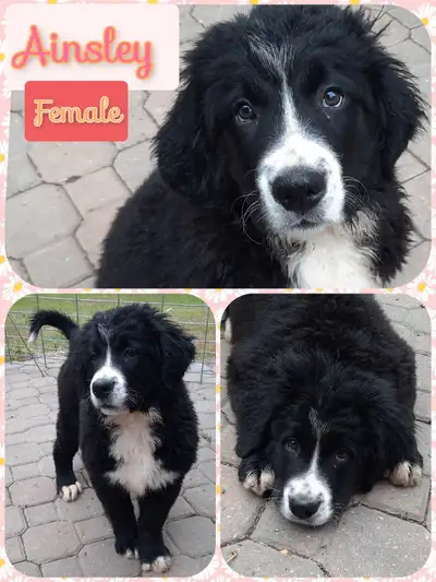New pictures of pups taken on Thursday, June 12th! We have 3 out of 7 left. These pups are 13 weeks...