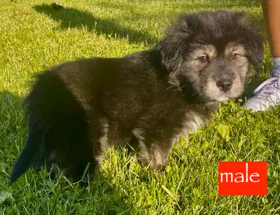 Chiots 1 femelles et 3 males prêts a etre adoptés. Ils sont vermifuge avec fenbendazole. Enjoués et...