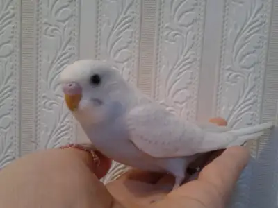 HAND RAISED BABY BUDGIES & CAGES FOR SALE, View more