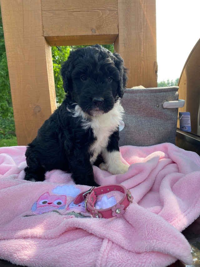 STUNNING BERNEDOODLE PUPS | Dogs & Puppies for Rehoming | London | Kijiji