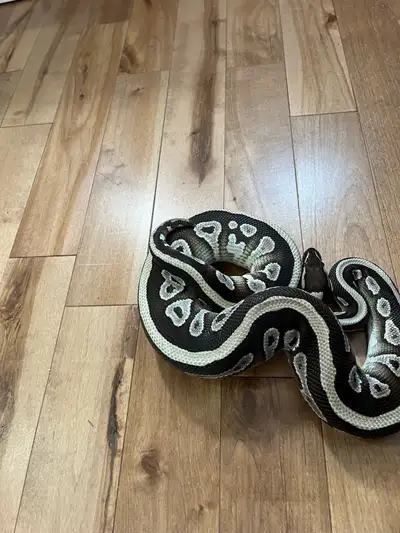 python femme de 2ans, View more