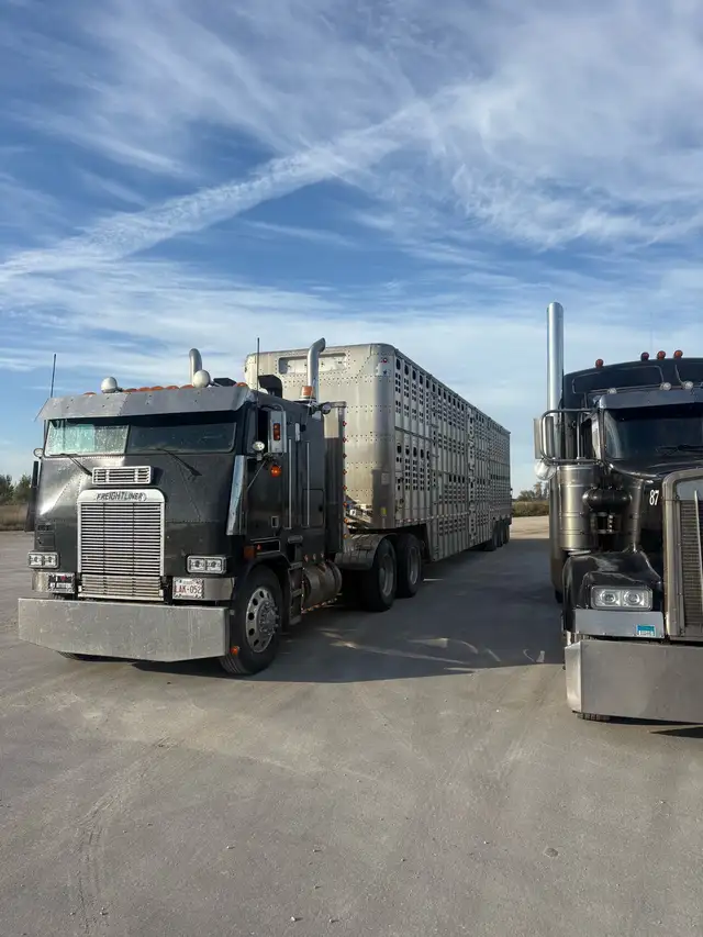 livestock trucking