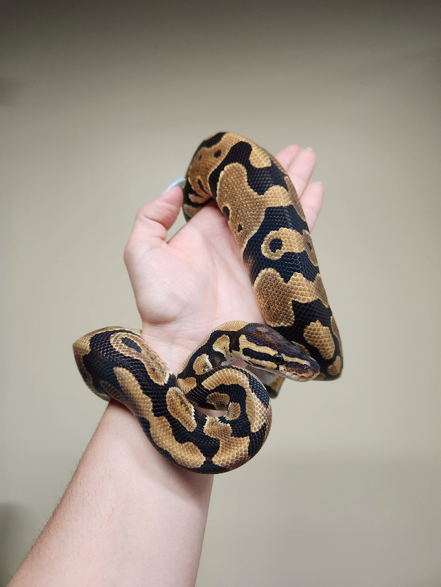Male Vanilla DH Ultramel Clown Ball Python in Reptiles & Amphibians for Rehoming in City of Toronto