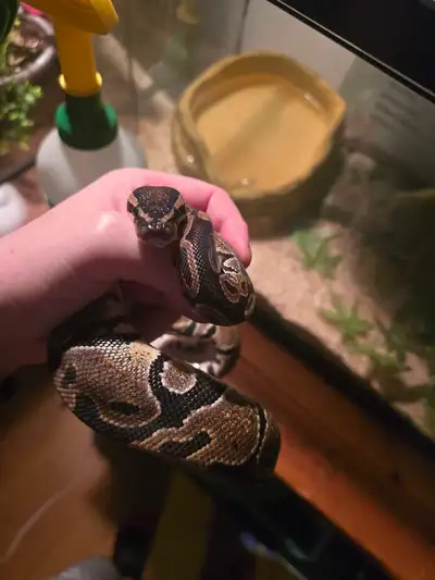 Serpent Python, View more