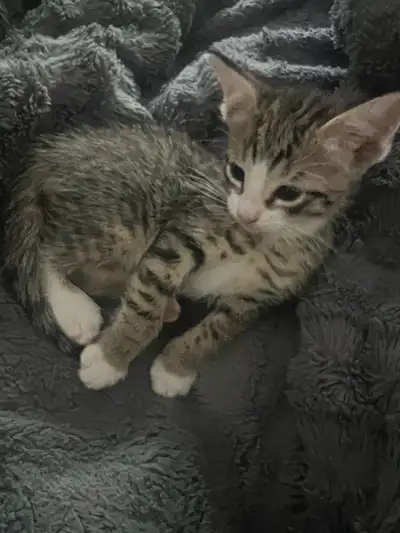 Kitty ready for home, View more