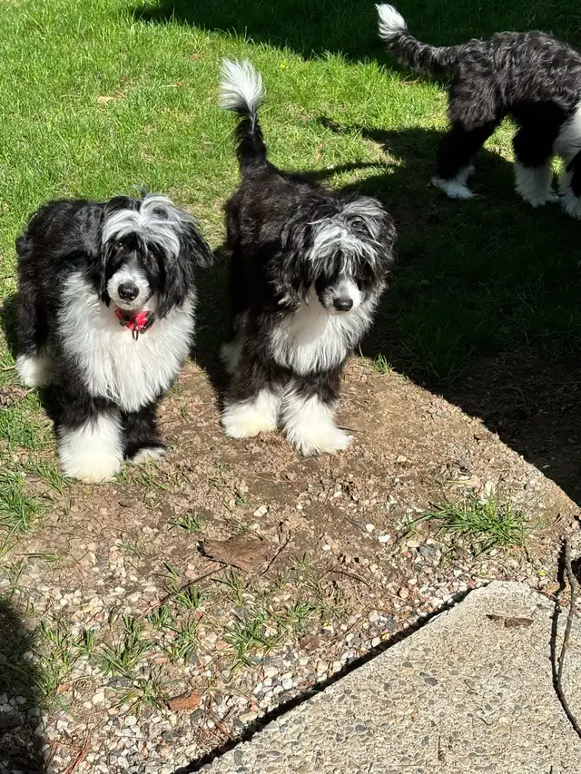 Chinese Crested in Dogs & Puppies for Rehoming in Cambridge - Image 8