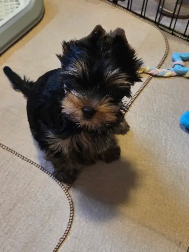 CKC Registered Yorkshire terrier puppies in Dogs & Puppies for Rehoming in City of Toronto - Image 8
