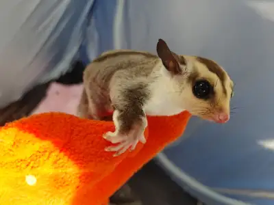 Emmett, sweet white face traditional sugar glider Joey!, View more