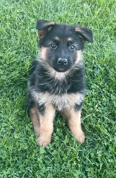 CKC registered German Shepherd pups. Ready to go!, View more
