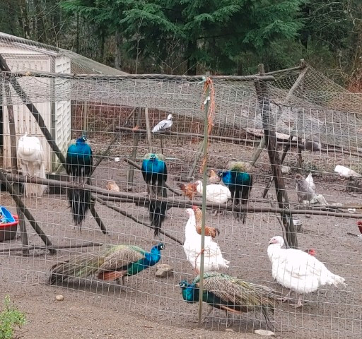 10 Peacocks for sale in Birds for Rehoming in Campbell River - Image 4