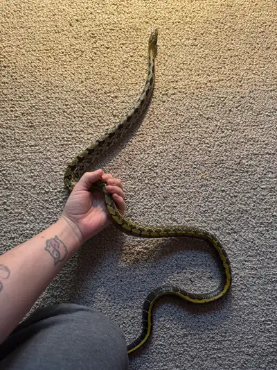 Taiwan beauty rat snake (f), View more