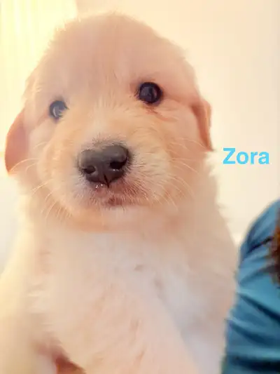 ✨ Rare Golden Retriever × Samoyed “Golden Sammy” Puppies, View more