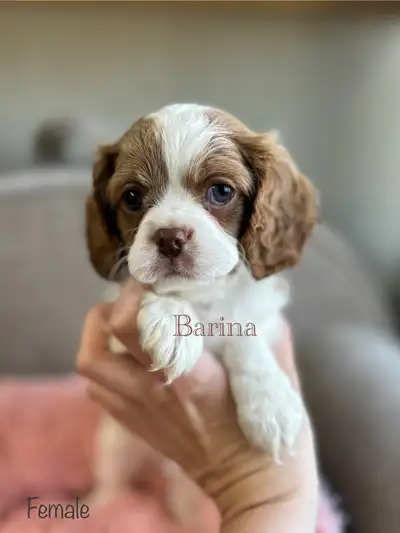 Cavapoo puppies, View more